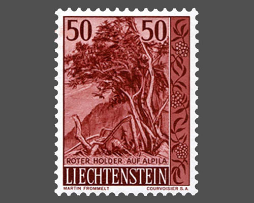 Native trees and shrubs - III