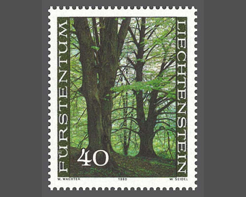 Der Wald in den vier Jahreszeiten