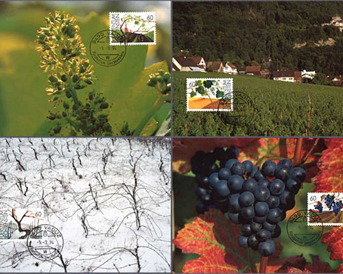 The vine in the seasons