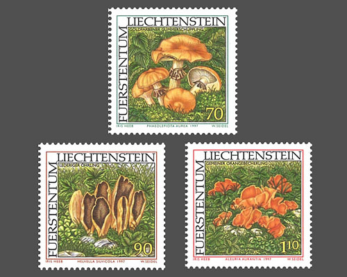 Rare mushrooms - I