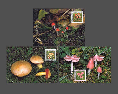 Rare mushrooms - II