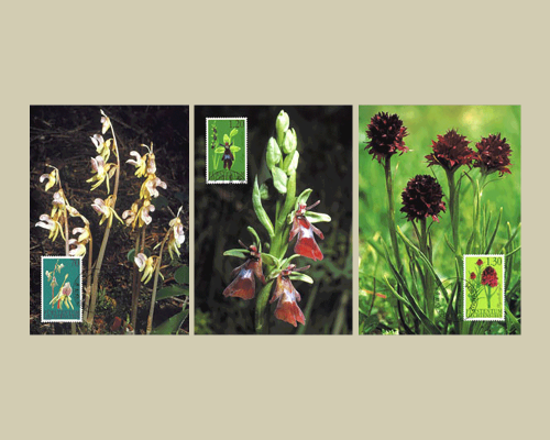 Orchids - I