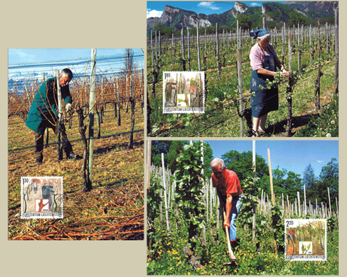 L'année du vigneron: travail du vigneron