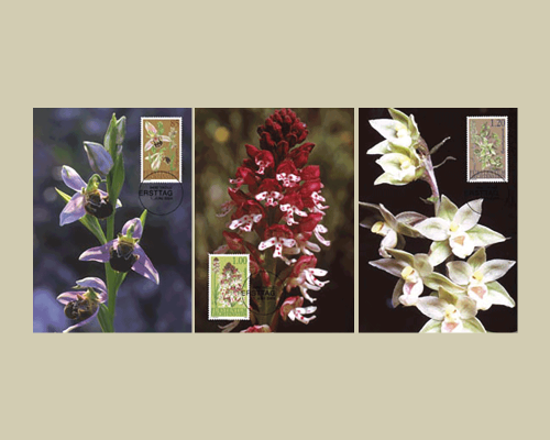 Orchids - II