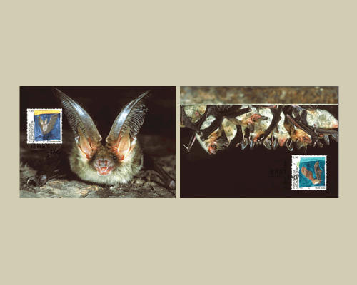 Bats