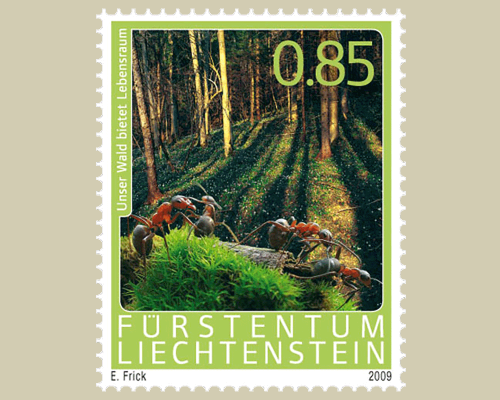 The Forest and its benefits