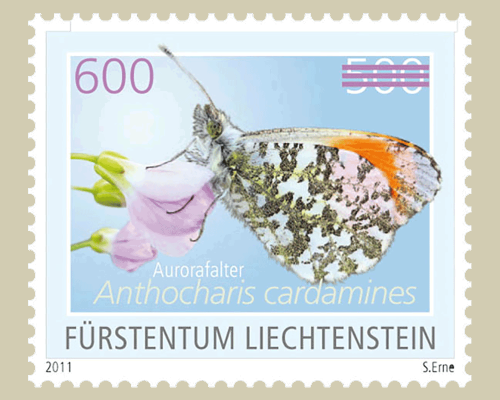 Schmetterling -