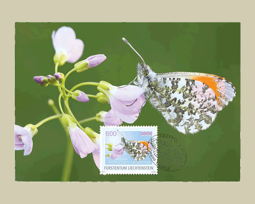 Schmetterling -
