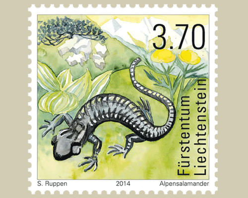 Amphibiens