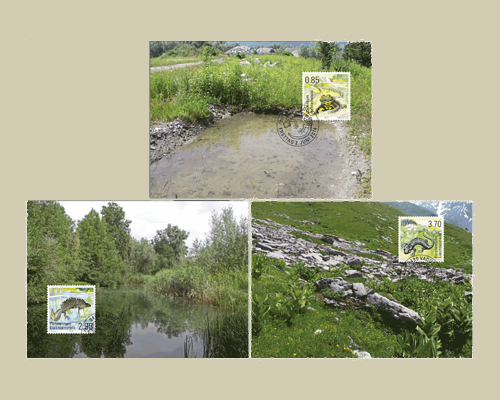 Amphibiens