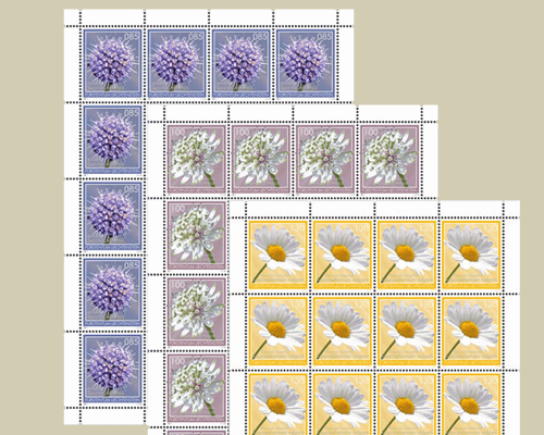 Fleurs des prairies maigres