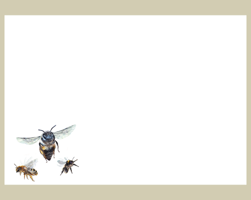 Wildbienen