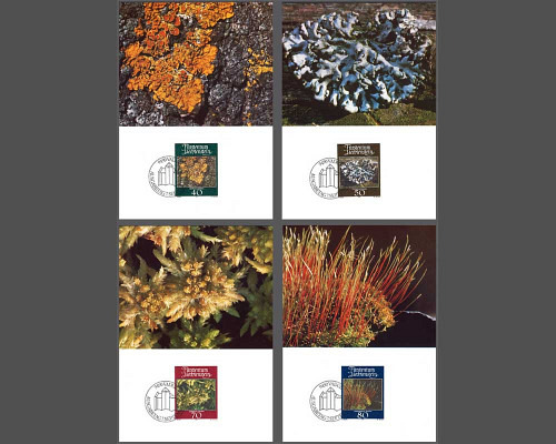 Mousses et lichens