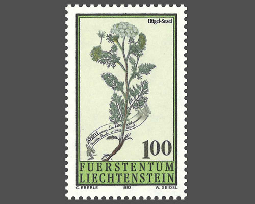 Magerwiesenblumen