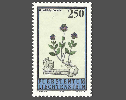 Magerwiesenblumen