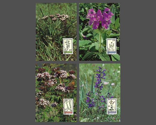 Fleurs des prés