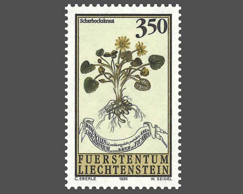 Plantes médicinales