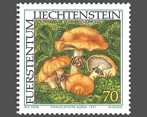 Rare mushrooms - I