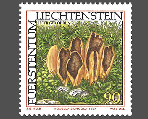 Rare mushrooms - I