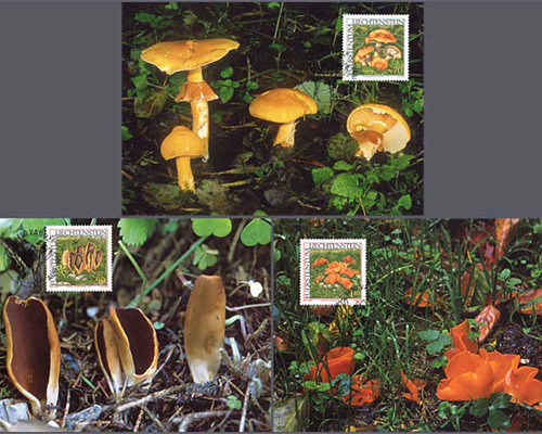 Rare mushrooms - I