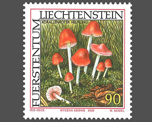 Espèces rares de champignons - II