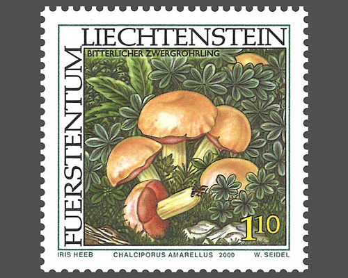 Rare mushrooms - II