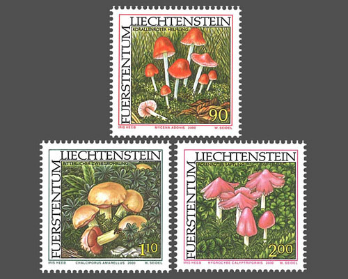 Espèces rares de champignons - II
