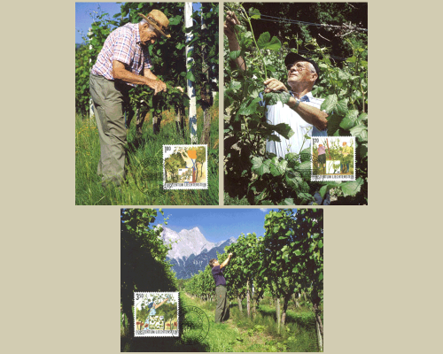 L'année du vigneron: travail du vigneron