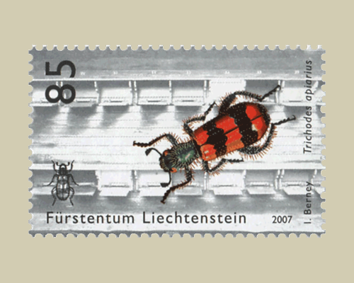 Beetles