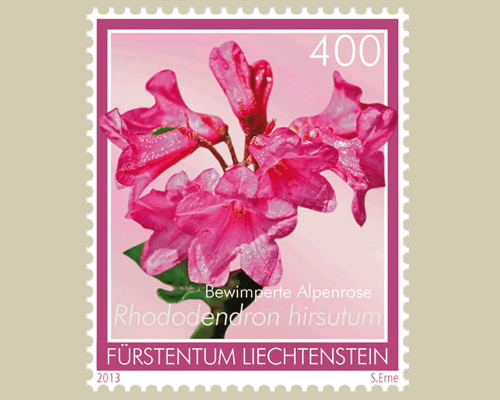 Alpenblumen