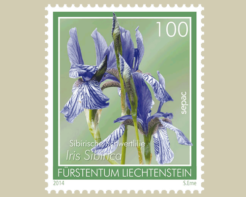 Moorblumen