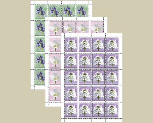 Moorblumen