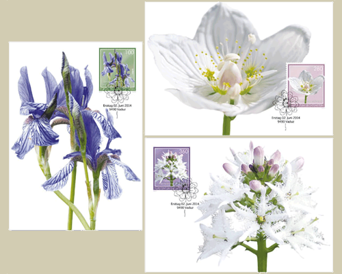 Moorblumen
