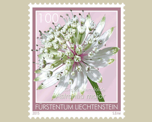 Fleurs des prairies maigres