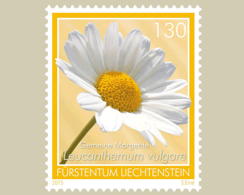 Meadow flowers