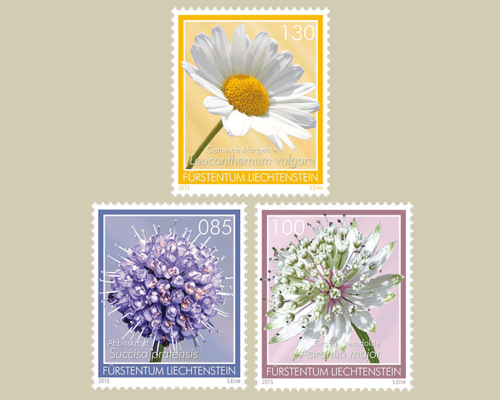 Fleurs des prairies maigres