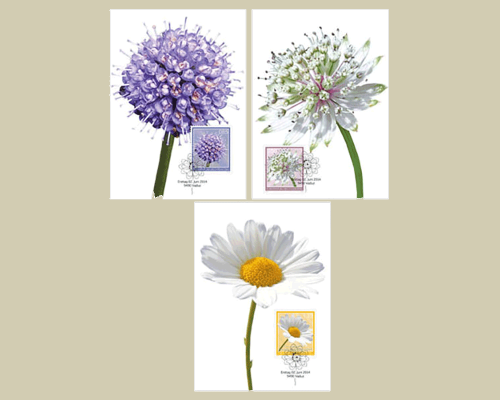 Fleurs des prairies maigres
