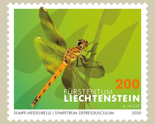 Dragonflies – II