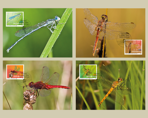 Dragonflies – II