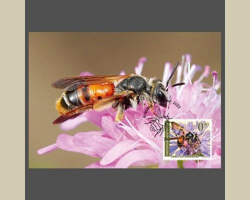 Wildbienen