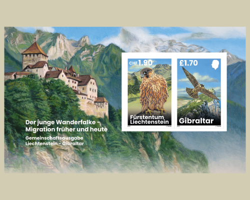 Junge Wanderfalken