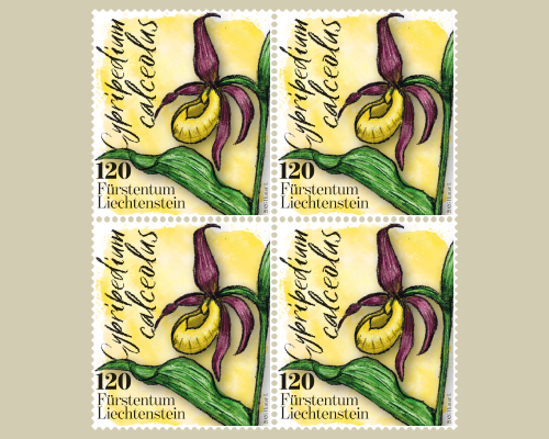 Orchideen