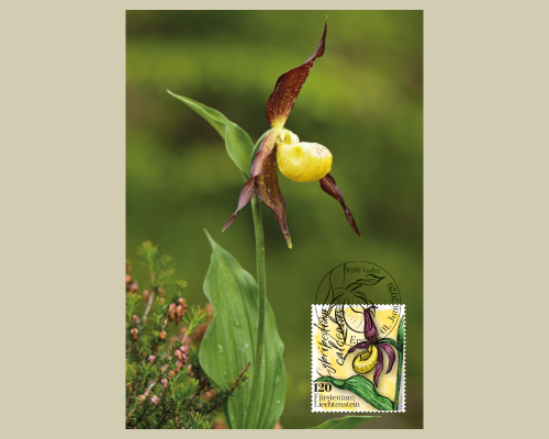 Orchideen